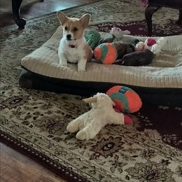 Willy Wonka - Red male Pembroke Welsh Corgi puppy in Red Bluff, California from Ruby's Corgi's