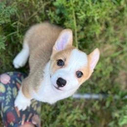 Ripley - Red male Pembroke Welsh Corgi puppy in Hope, Arkansas from Foxy Knoll Farm