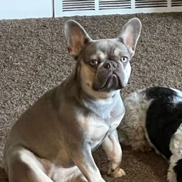 Purdy - French Bulldog
