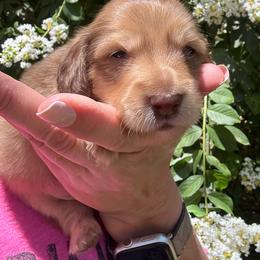 Yellow collar - Cream male Dachshund puppy in Cherry Valley, California from Sugar and Spice Dachshunds