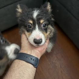 Oakley - White and black male Pembroke Welsh Corgi puppy in Fontanelle, Iowa from Alegandra’s Pembroke Welsh Corgis