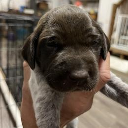 Girl 2 - female German Shorthaired Pointer puppy in Beaverdam, Virginia from Harts Hill Kennel