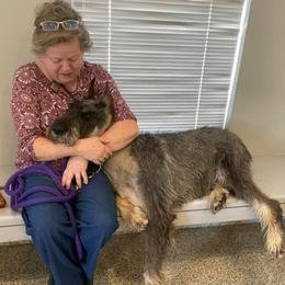 Karsten - Giant Schnauzer