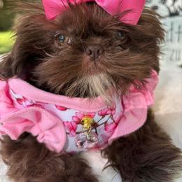 Rylie - Liver female Shih Tzu puppy in Dallas, Texas from Almost Heaven Shih Tzu