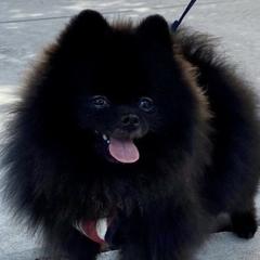 Pomeranians and Yorkshire Terriers from Chasing Rainbows Yorkies