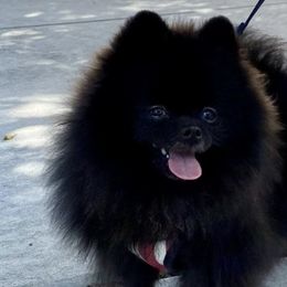 Pomeranians and Yorkshire Terriers from Chasing Rainbows Yorkies