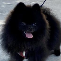 Pomeranians and Yorkshire Terriers from Chasing Rainbows Yorkies