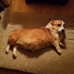 Pembroke Welsh Corgis from Kelly's Corgis