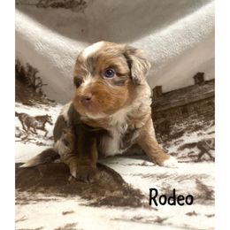 Rodeo - Red merle Aussiedoodle puppy in Tonopah, Arizona from Lazy T9 Ranch
