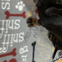 Nala - Dachshund