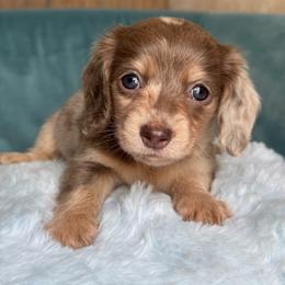 Goldie AKC 7500 - Dapple female Dachshund puppy in Krum, Texas from Tired Chef Dachshunds
