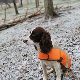 Smudge - English Springer Spaniel