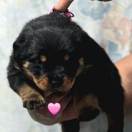 Pink collar girl - Black and mahogany female Rottweiler puppy in Live Oak, Florida from K&R RANCH KENNELS