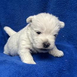 Boy2 - White male West Highland White Terrier puppy in Scurry, Texas from Karen Williams's West Highland White Terriers