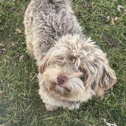 Kizzy - Havanese