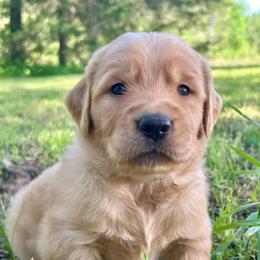 Bullet - Golden male Golden Retriever puppy in Doniphan, Missouri from Stockford’s Golden Retrievers