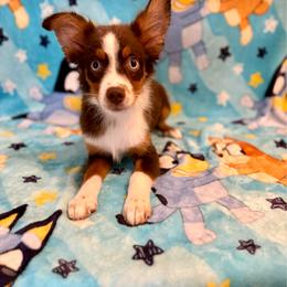 Rusty - Red tri male Miniature Australian Shepherd puppy in Spiro, Oklahoma from Dandies Herding Buddies