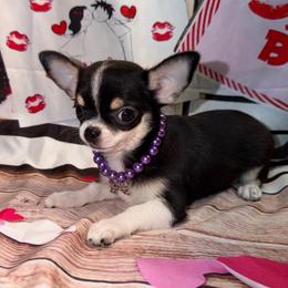 Mini - Black and tan female Chihuahua puppy in Palmyra, Indiana from Country Star Chihuahuas