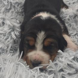 Light Pink Collar - Black brown and white female Basset Hound puppy in Snow Camp, North Carolina from V's Southern Angels