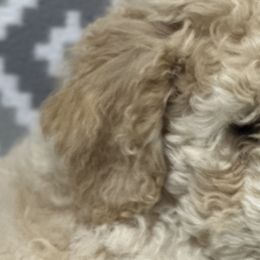 Boy 3 - Fawn and white Sheepadoodle puppy in Franklin, Texas from Cross Doodles