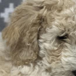 Boy 3 - Fawn and white Sheepadoodle puppy in Franklin, Texas from Cross Doodles