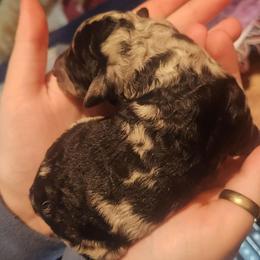 Frosty - Blue merle female Aussiedoodle puppy in Powder Springs, Georgia from My Classy Doodles