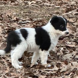 Moo girl - Black and white female Border Collie puppy in Jonesboro, Arkansas from Hampton Border Collies