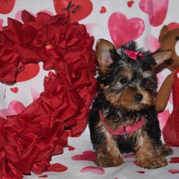 Baby doll - Blue and gold Yorkshire Terrier puppy in Maple Heights, Ohio from Yorkiesllc