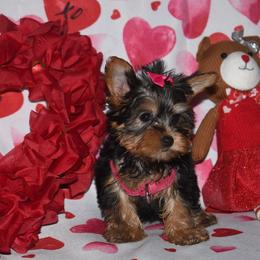 Baby doll - Blue and gold Yorkshire Terrier puppy in Maple Heights, Ohio from Yorkiesllc