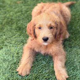 Prada - Apricot female Goldendoodle puppy in Las Vegas, Nevada from Puppies of the West
