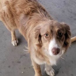 Oaklee - Australian Shepherd