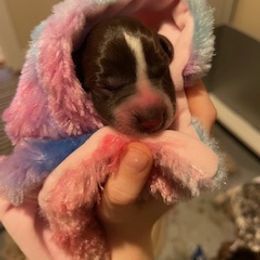 German Shorthaired Pointer Puppies from Farrook GSP's