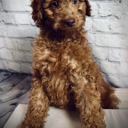Snow White - Red  female Poodle puppy in Plainwell, Michigan from Northern Heart Standards
