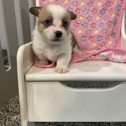 Echo - Red female Pembroke Welsh Corgi puppy in Morgantown, Pennsylvania from GoldStar Corgis (License Number 18519)