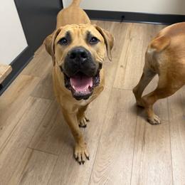 Groot - Fawn male Boerboel puppy in Flemingsburg, Kentucky from Aussgardian Boerboels