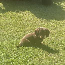 Dachshund Puppies from A Little Dach of Love