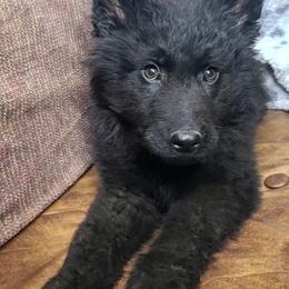 Orange Collar Male - Black male German Shepherd puppy in Cadet, Missouri from Working Valley Shepherds