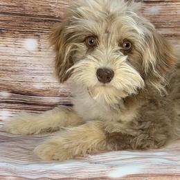 Hans - Red merle male Aussiedoodle puppy in Castalia, Iowa from K&K Kennels