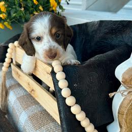 Juliet - Piebald female Dachshund puppy in Benson, Arizona from Six Shooter Minis