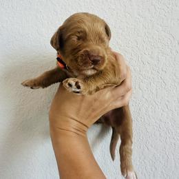 Orange - male Golden Mountain Doodle puppy in Leander, Texas from Olive Grove Doodles