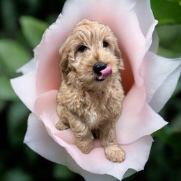 Boy 2 Aqua - Goldendoodle puppy from ADreamcatchers Doodles