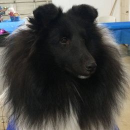 Shetland Sheepdogs from Twilight Shadow Shelties