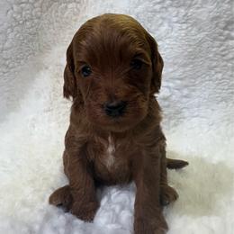 Josie - Red  female Goldendoodle puppy in Wever, Iowa from JK Royal Lines