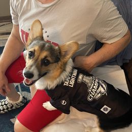 River - Pembroke Welsh Corgi