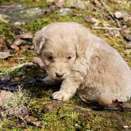 Aussiedoodle and Goldendoodle Puppies from Ford Family Kennels