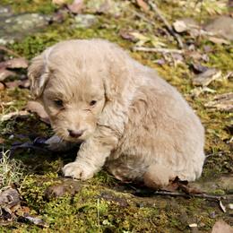 Aussiedoodle and Goldendoodle Puppies from Ford Family Kennels