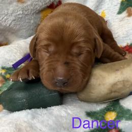 Dancer - Yellow female Labrador Retriever puppy in Grants Pass, Oregon from KnR Antler Dogs