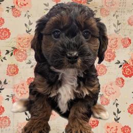 Jingle - Black and tan male Yorkipoo puppy in Coshocton, Ohio from Forever Family Puppies