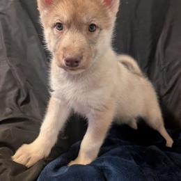 Blondie - Red and white female Siberian Husky puppy in Caribou, Maine from Northlane Siberians