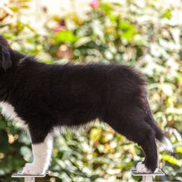 Border Collie Puppies from Overdrive Border Collies